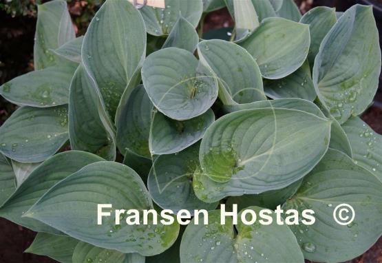 Hosta Heartleaf